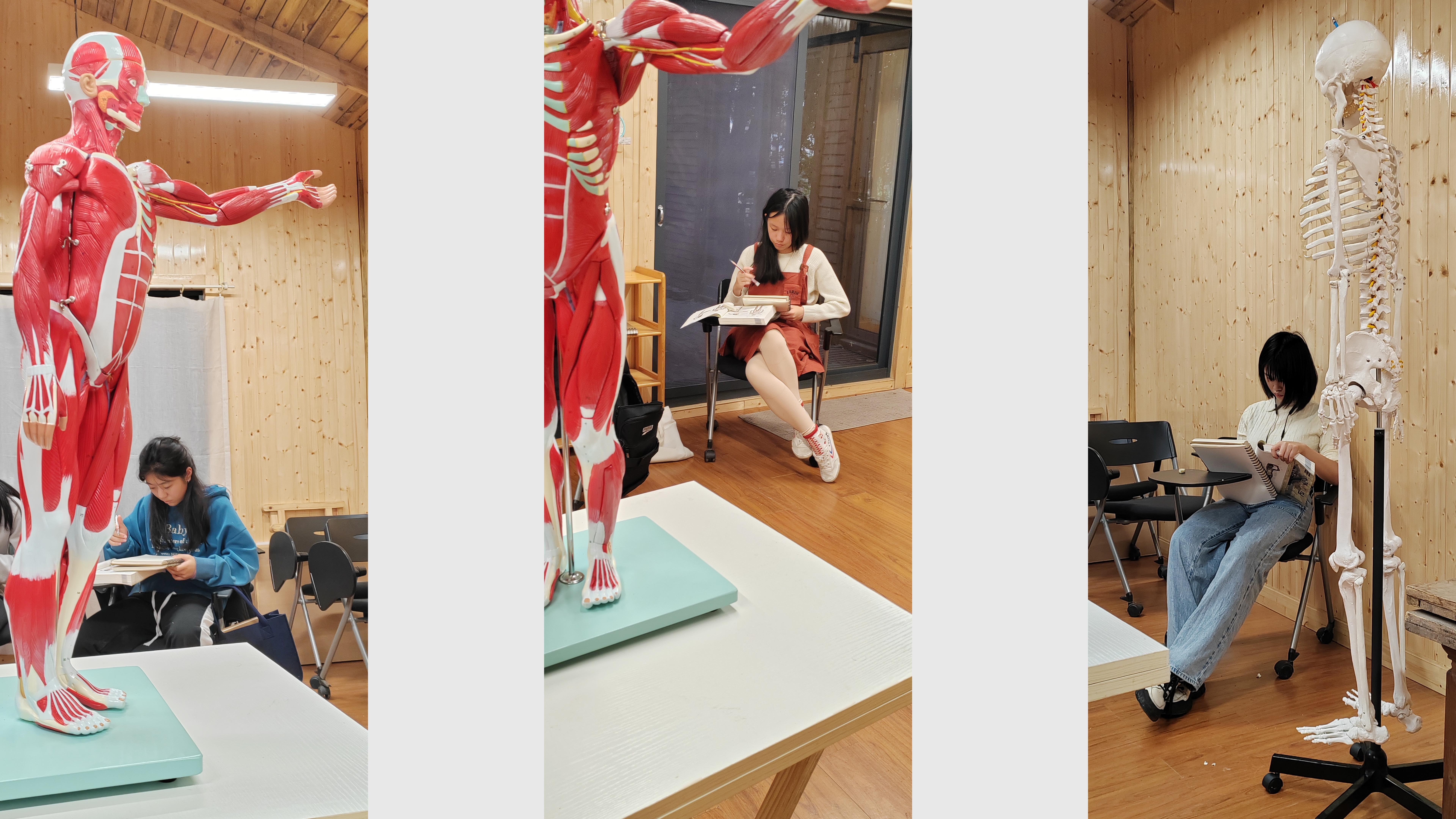 艺用人体解剖课