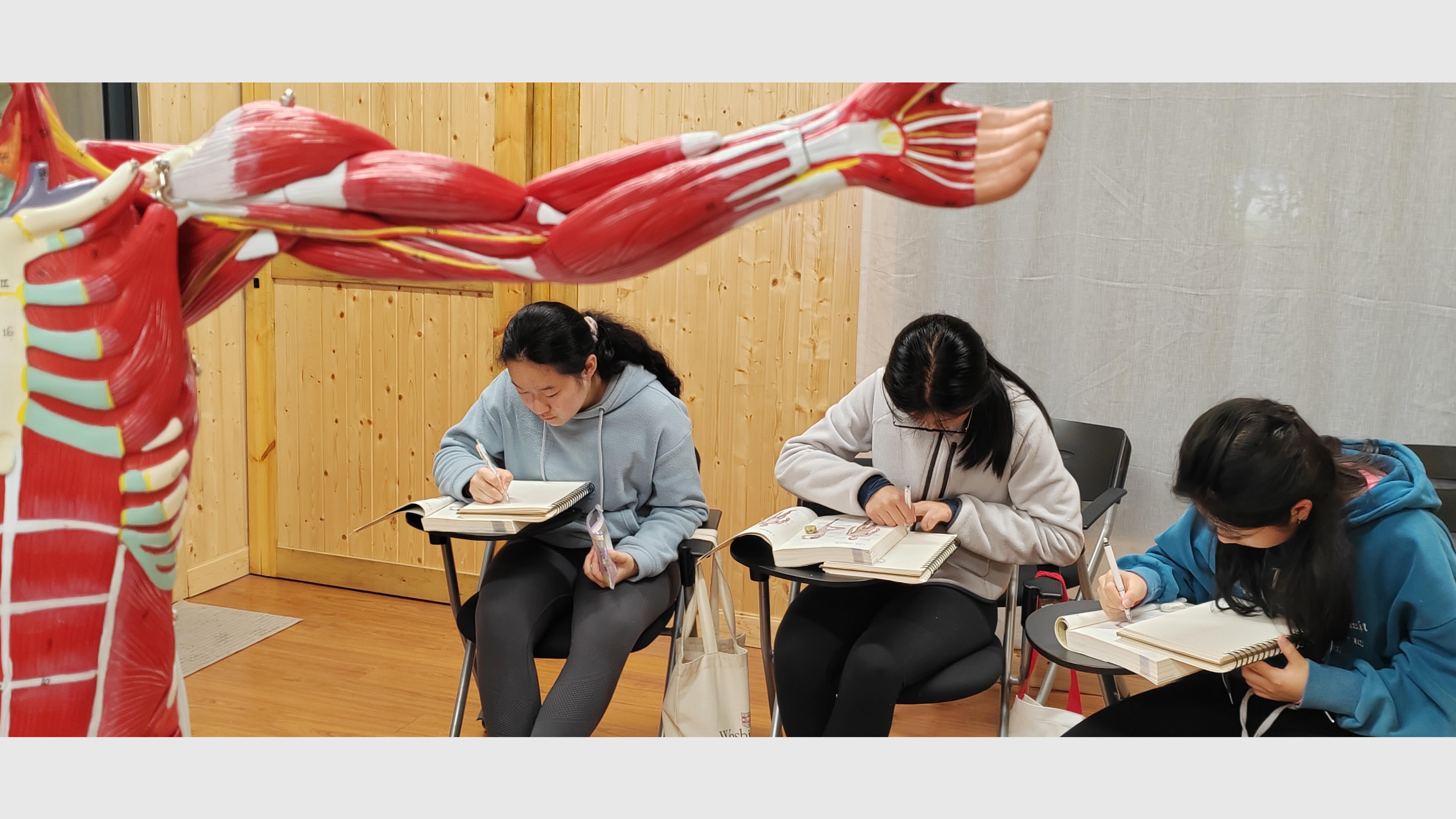 艺用人体解剖课